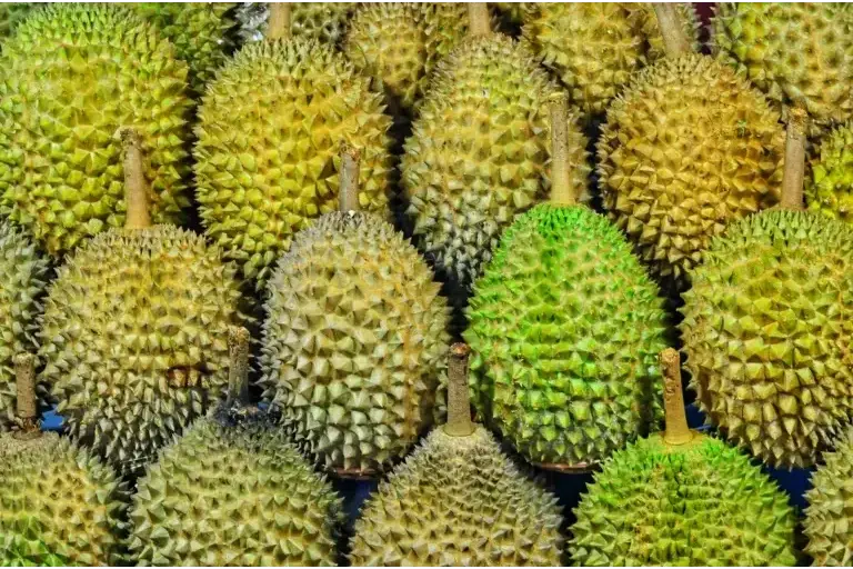Durian 768x508